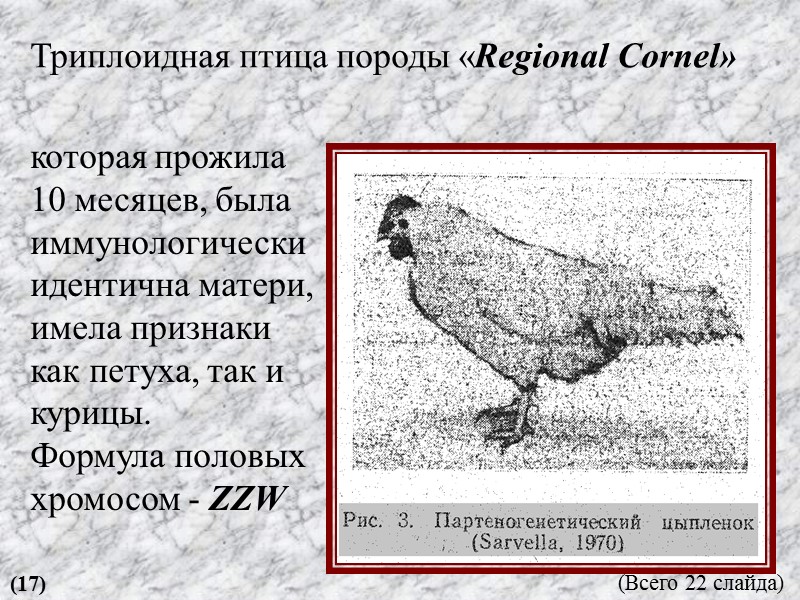 Триплоидная птица породы «Regional Cornel»  которая прожила 10 месяцев, была иммунологически идентична матери,